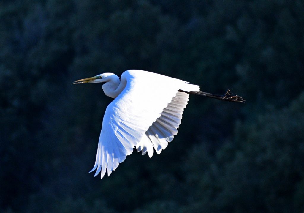 Airone bianco maggiore (Casmerodius albus) ? No, Garzetta